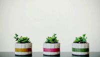Decorative Cactus Vase