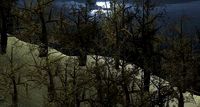 Dry Tree