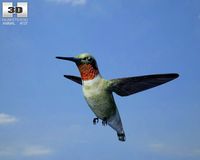 Bee Hummingbird Mellisuga Helenae 3D Model