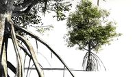 EVERYPlant Red Mangrove 04 -- 7 Models