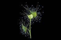 3D Drosera