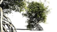 EVERYPlant Red Mangrove 01 -- 7 Models