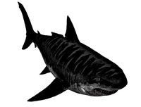 Animal Game ready - megalodon