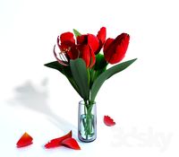 Flower tulips