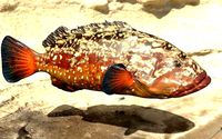 Grouper photorealistic sea fish 3d model Rigged Animated