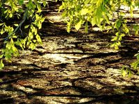 texture muddy jungle floor seamles