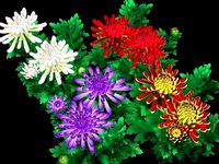 Flower Chrysanthemum Morifolium