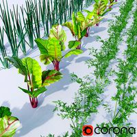 Vegetable patch