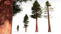 EVERYPlant Coastal Redwood 09 -- 6 Models
