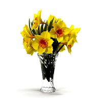 Narcissus  Bouquet Flowers