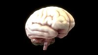Human Brain