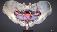 Female Reproductive System