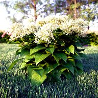 Wild Hydrangea