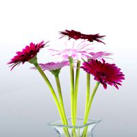 Gerbera Flowers