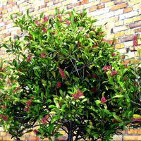 Skimmia Japonica