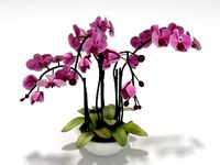 Orchid