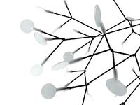 Heracleum