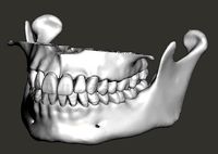 Maxillary and Mandibular dental models natural anatomical teeth | 3D