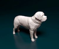 Saint Bernard | 3D