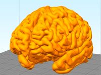 Brain Human Anatomy 3dprint | 3D