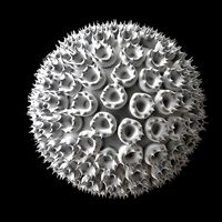 Rift Valley Fever Virus | 3D