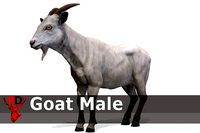 Goat male
