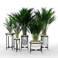 Amir planters
