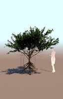 mangrove tree C rhizophora mangle