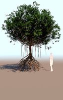 mangrove tree B rhizophora mangle