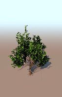 mangrove bush C rhizophora mangle