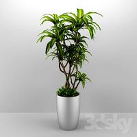 dracaena