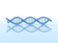DNA Model 1