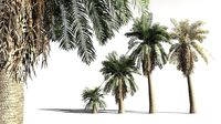 EVERYPlant Date Palm 10 -- 10 Models