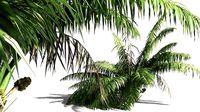 EVERYPlant Seashore Palm 12 -- 9 Models