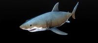 Jaws White Shark