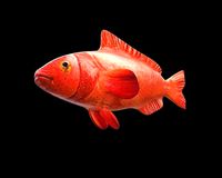 Red Grouper Fish