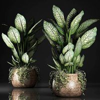 Dieffenbachia in a rattan basket 418