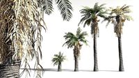 EVERYPlant Date Palm 08 -- 10 Models