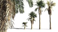 EVERYPlant Date Palm 06 -- 10 Models