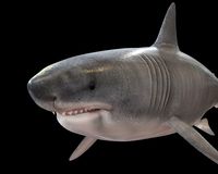 Megalodon Shark Rigged