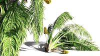 EVERYPlant Seashore Palm 06 -- 9 Models