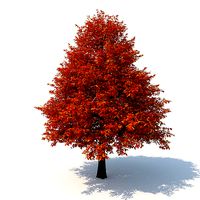 Black Tupelo Tree No 2