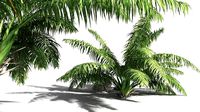 EVERYPlant Seashore Palm 05 -- 9 Models