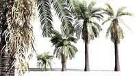 EVERYPlant Date Palm 02 -- 10 Models
