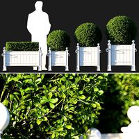 Boxwood In RH Versailles Panel Planters