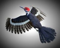 Woodpecker Bird Rigged
