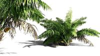 EVERYPlant Seashore Palm 04 -- 9 Models