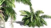 EVERYPlant Seashore Palm 03 -- 9 Models