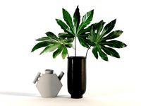 Aralia and Vases
