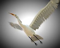 Great Egret Bird Rigged